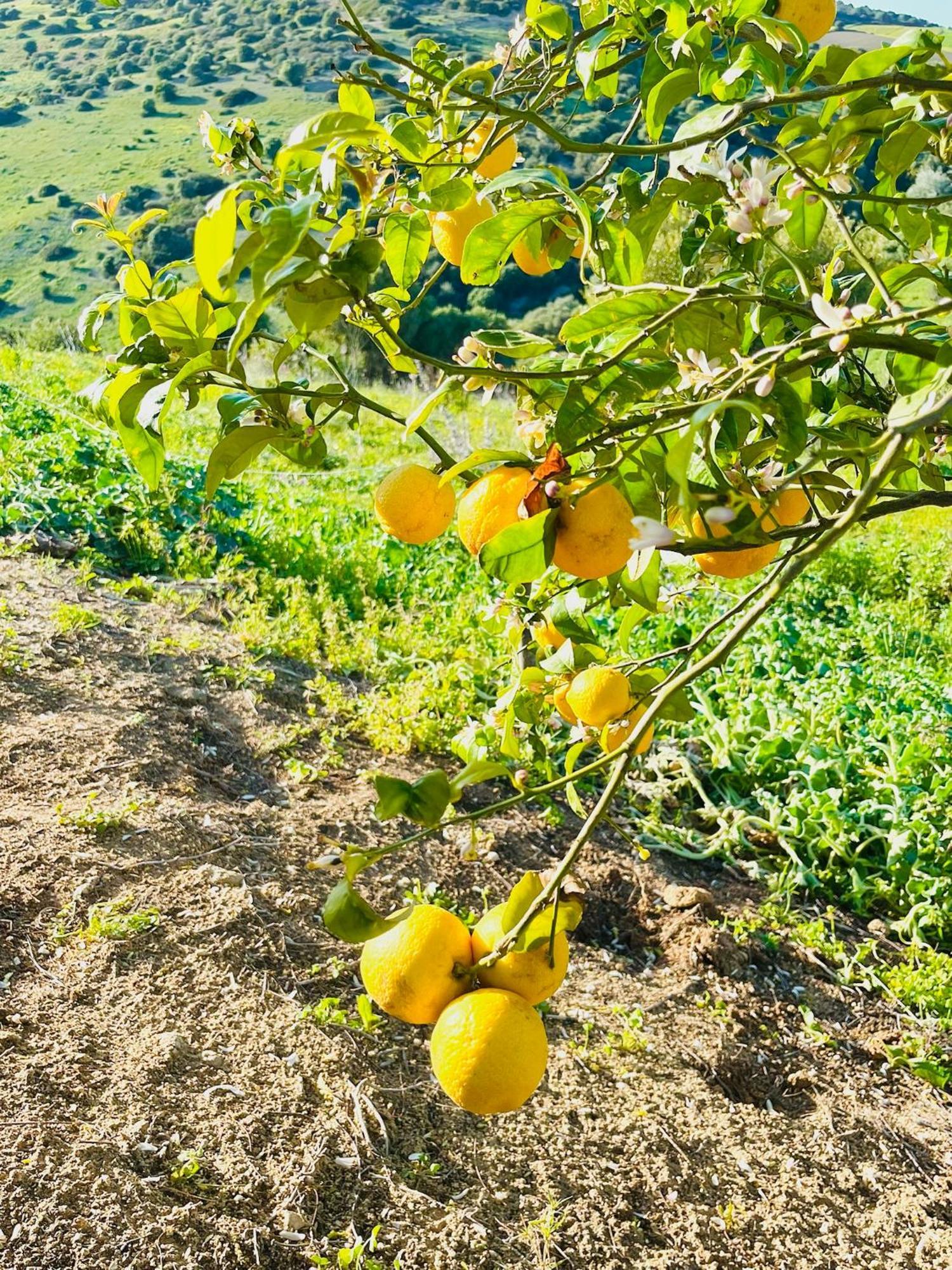 Finca La Vina Vejer de la Frontera Kültér fotó