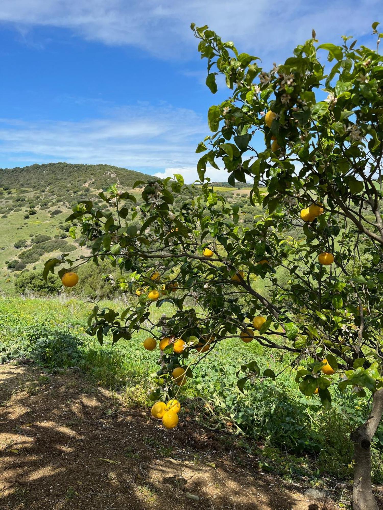 Finca La Vina Villa Vejer de la Frontera Kültér fotó