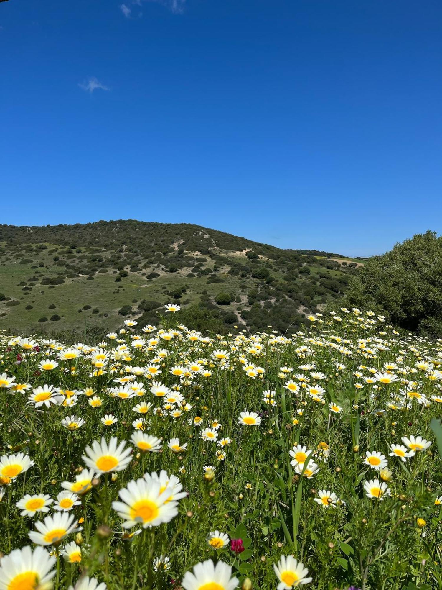 Finca La Vina Villa Vejer de la Frontera Kültér fotó