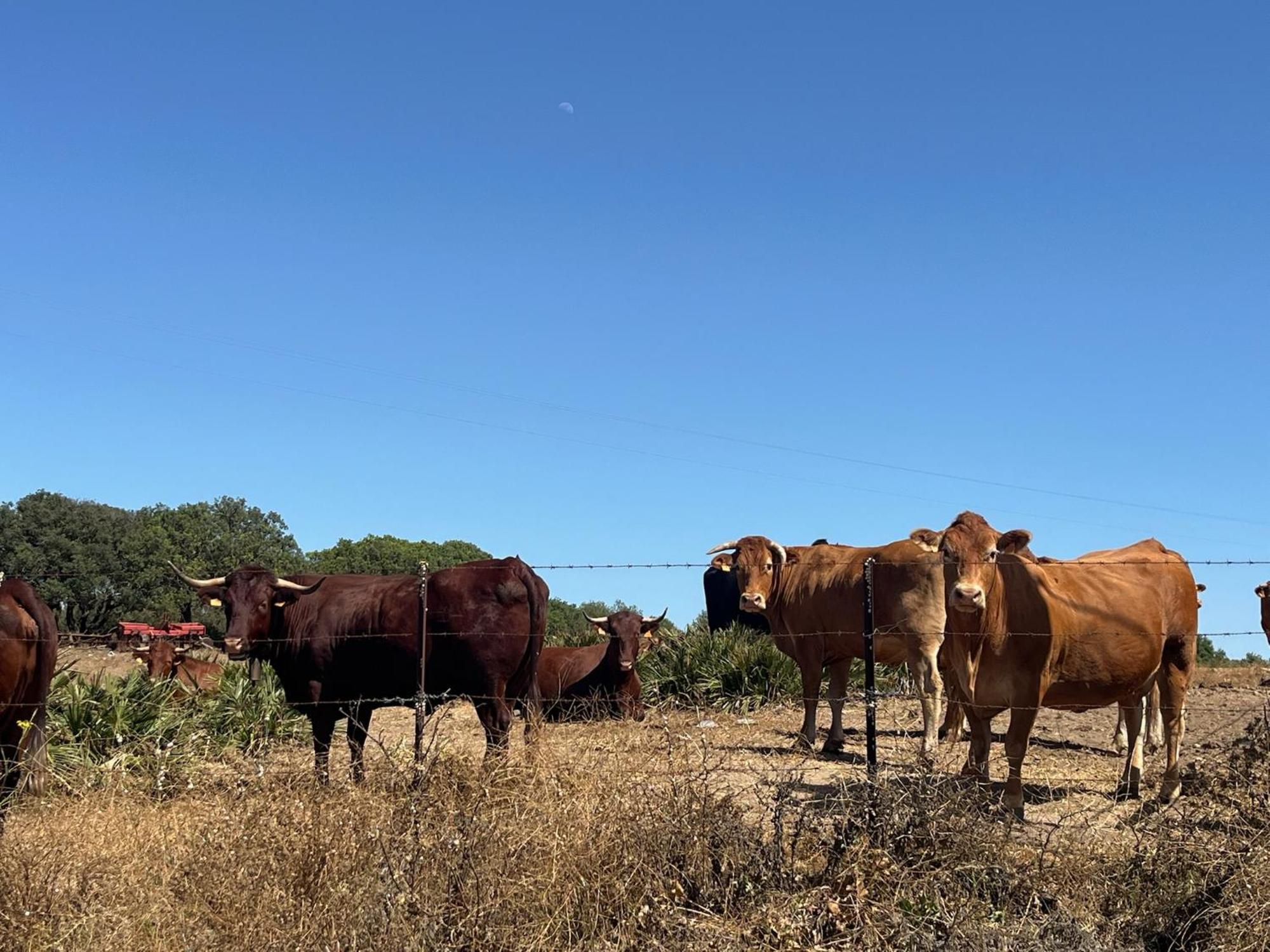 Finca La Vina Vejer de la Frontera Kültér fotó