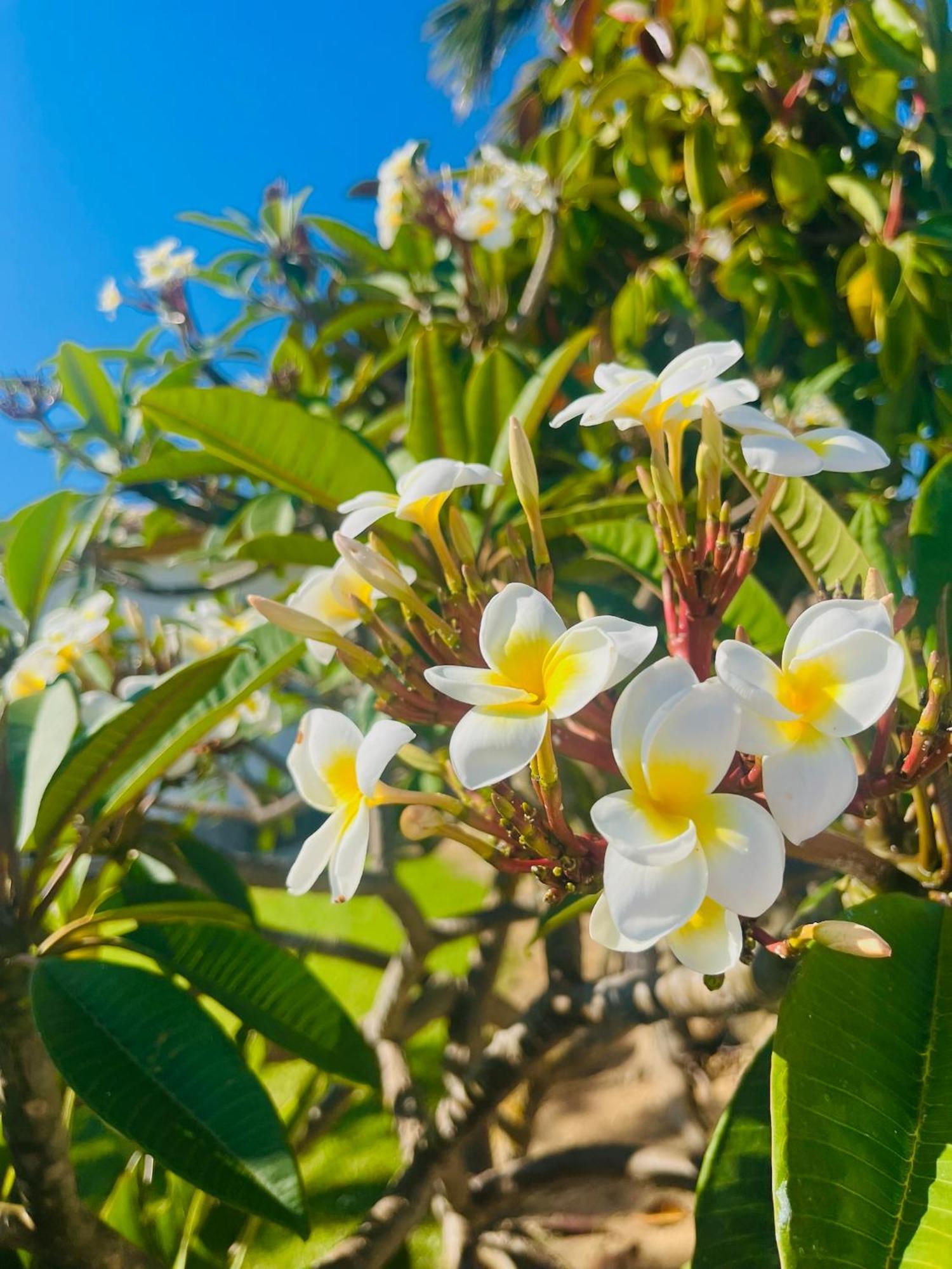 Finca La Vina Vejer de la Frontera Kültér fotó
