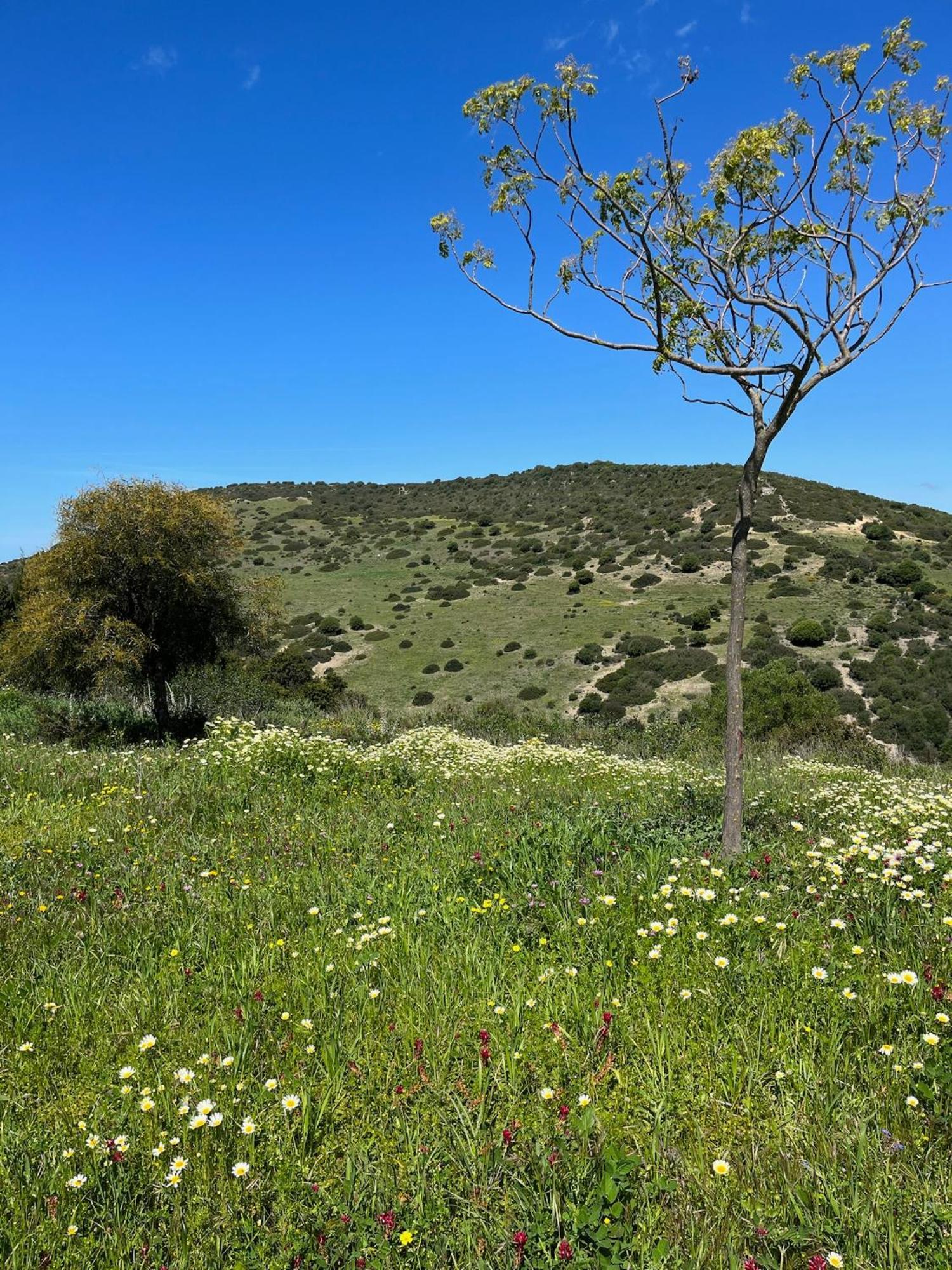 Finca La Vina Villa Vejer de la Frontera Kültér fotó