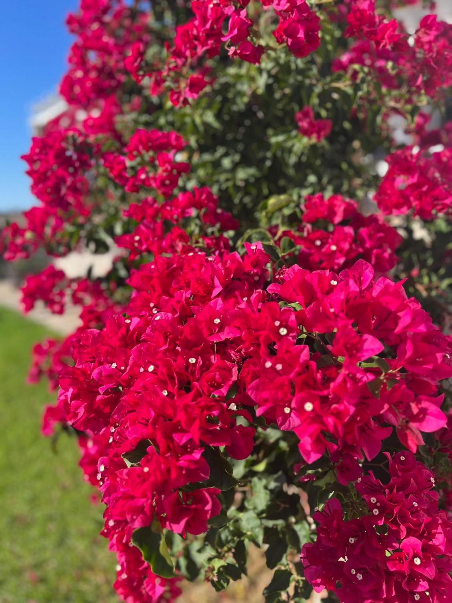 Finca La Vina Vejer de la Frontera Kültér fotó